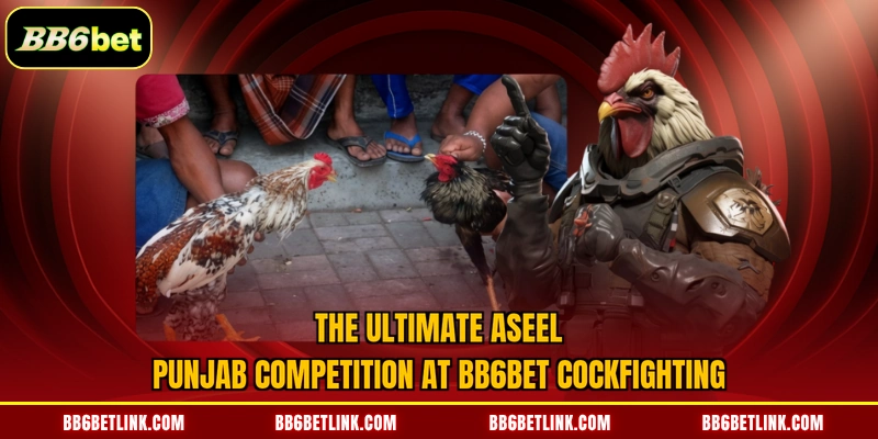 The exceptional hotness of the BB6bet cockfighting arena decoded
