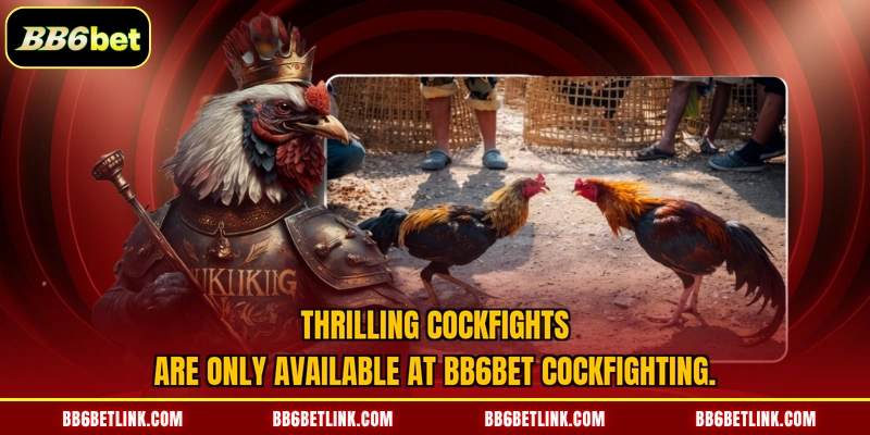 Thrilling cockfights only at BB6bet cockfighting